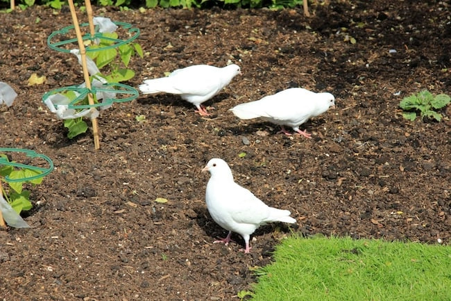 eggshells as bird food