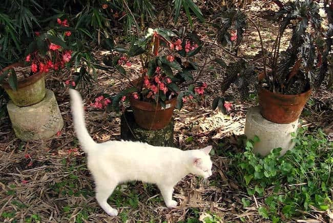 eggshells as cat deterrent