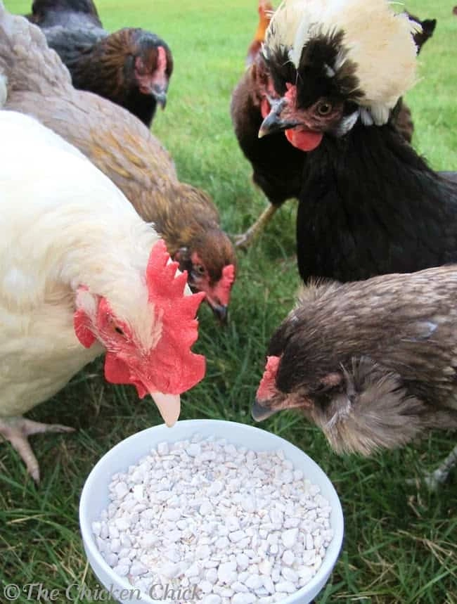 Using Eggshells In The Garden