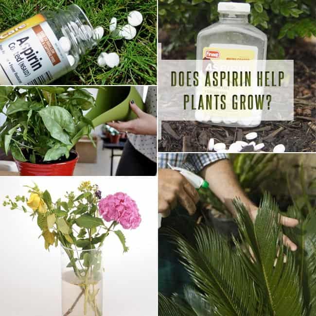 Does Aspirin Help Plants Grow