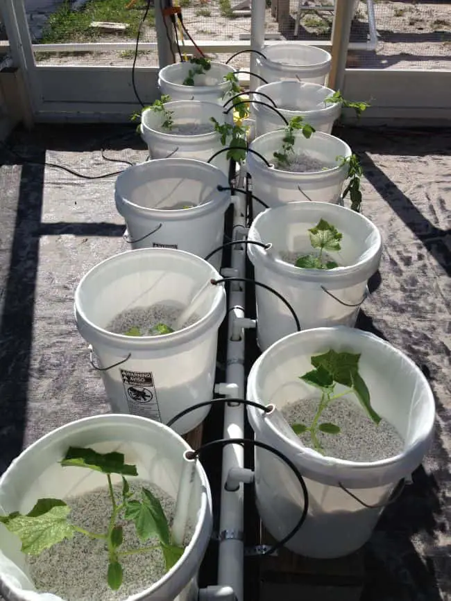 How To Reuse Buckets in Your Garden : 18 Bucket Gardening ...