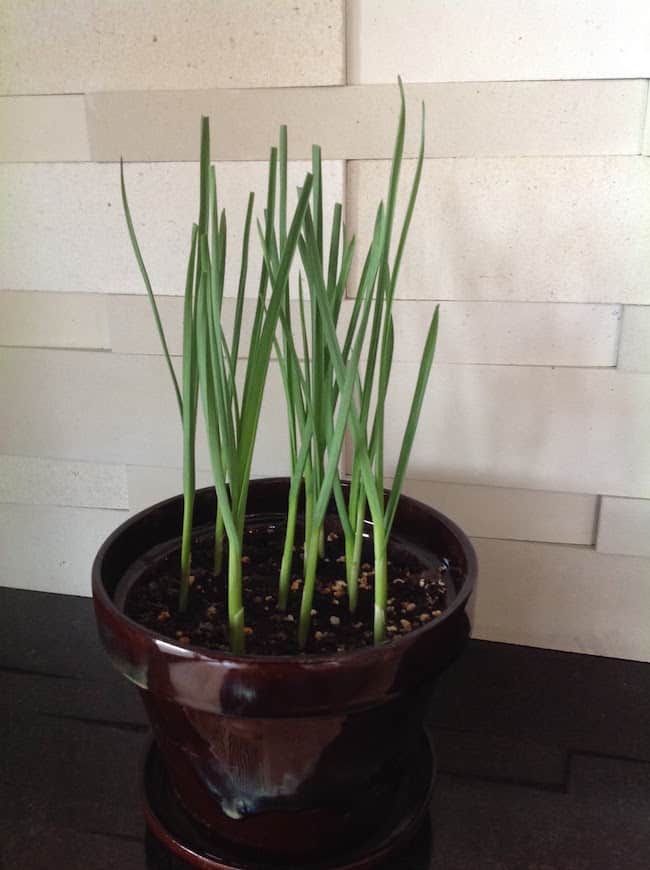Growing Garlic in Containers