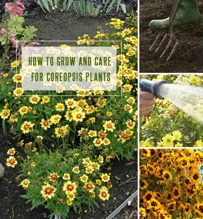 Coreopsis Plant Care – How To Grow and Care for Coreopsis Plants