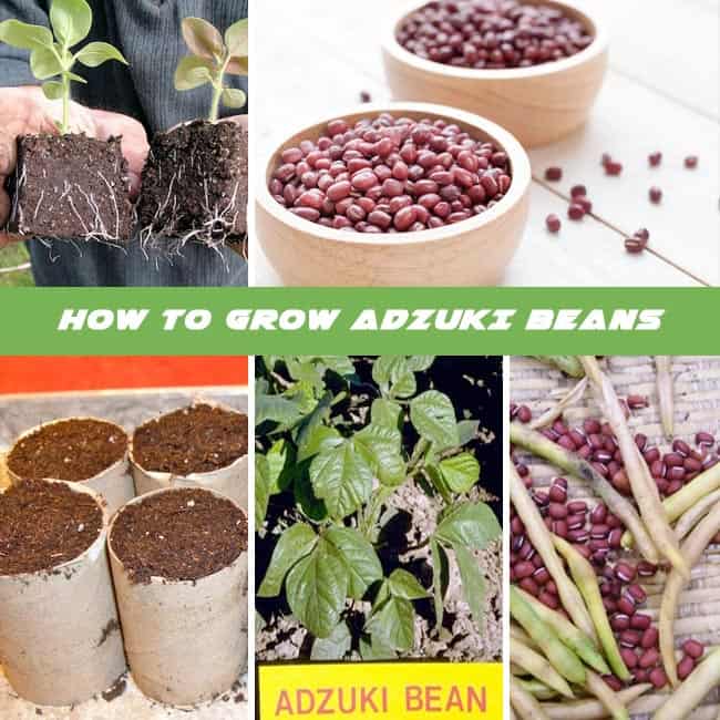 How to Grow Adzuki Beans : Care and Harvest