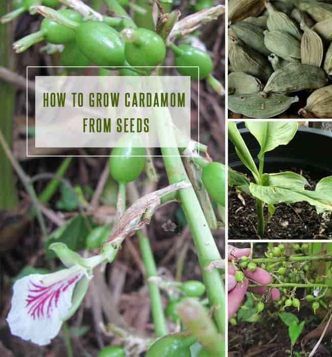 How to Grow Cardamom From Seeds