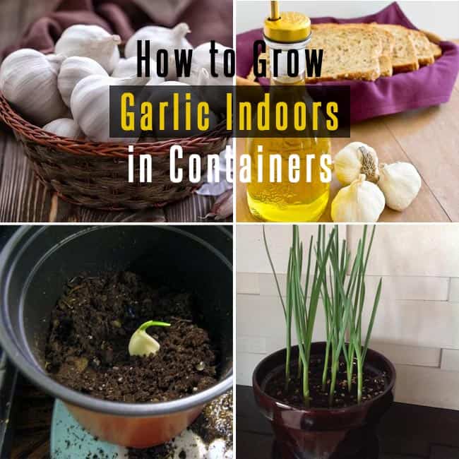 How to Grow Garlic Indoors in Containers