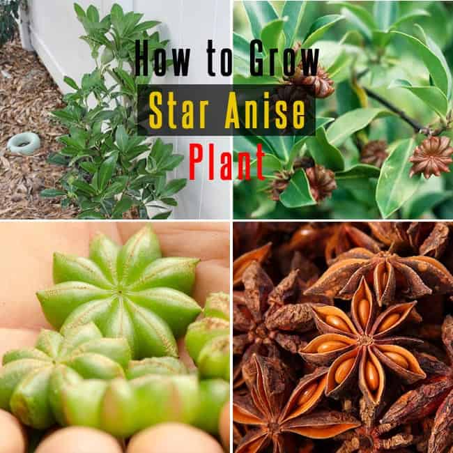How to Grow Star Anise : Growing and Care for Star Anise Plant