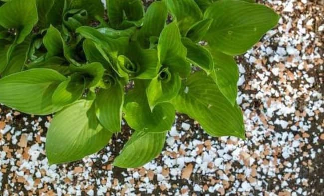 eggshells for mulching
