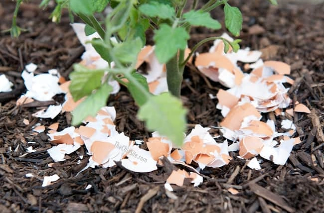 Using Eggshells In The Garden