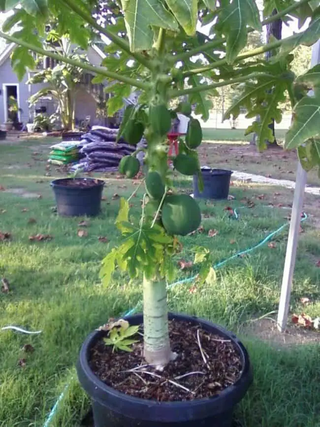 21 Best Ideas For Growing Fruit Trees in Containers