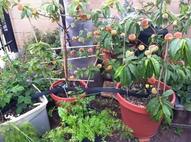 Grow Fruit Trees in Containers
