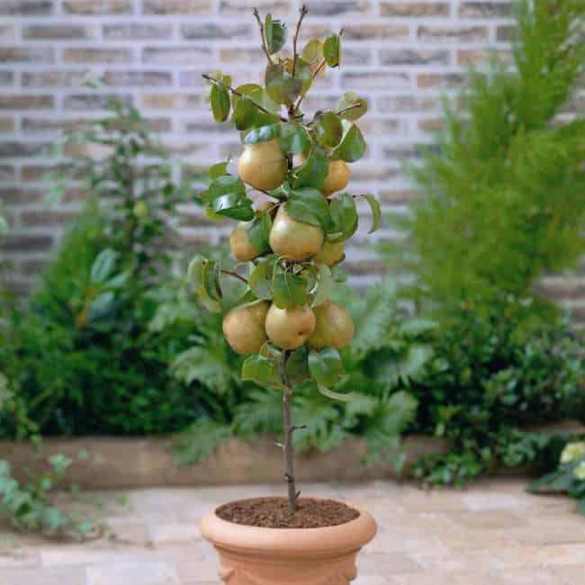 Container Fruit Trees