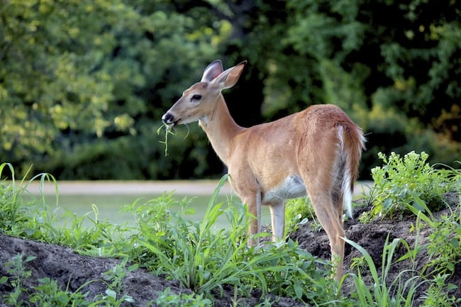 eggshells to repel deer