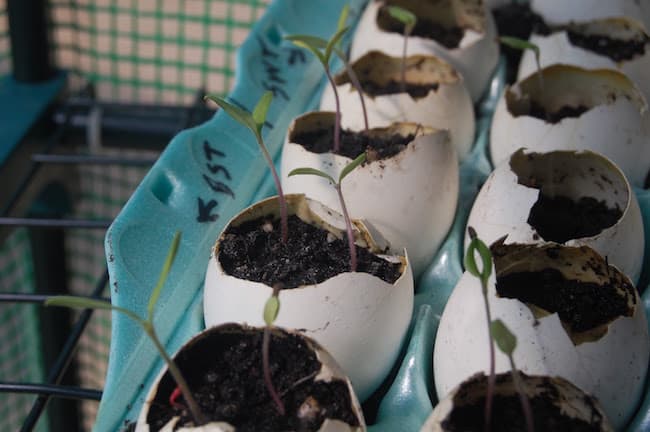 egg shells as seed starters