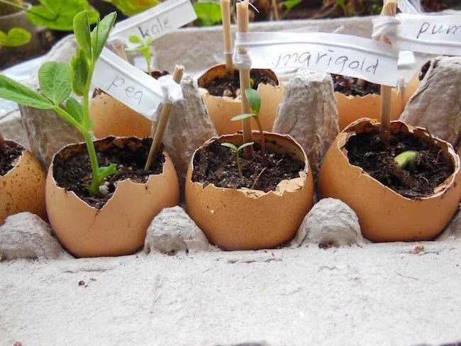 eggshell for seedlings germination