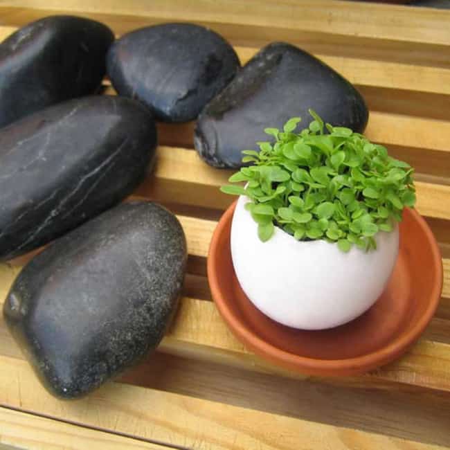 eggshell as herb planter