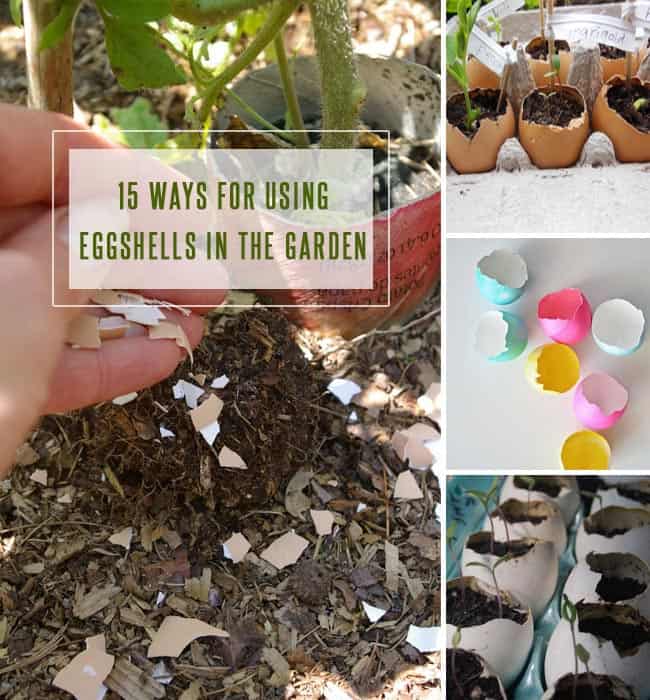15 Ways For Using Eggshells In The Garden