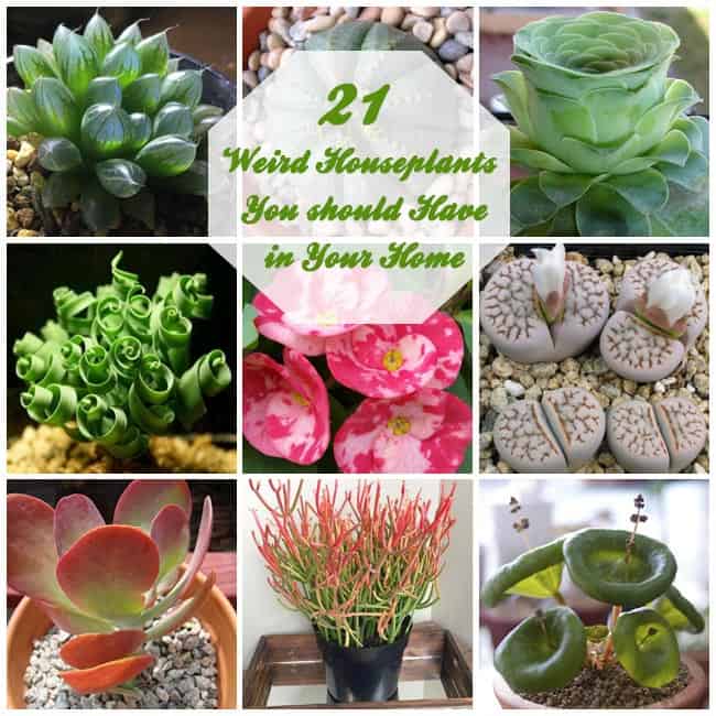 21 Weird Houseplants You Should Have in Your Home