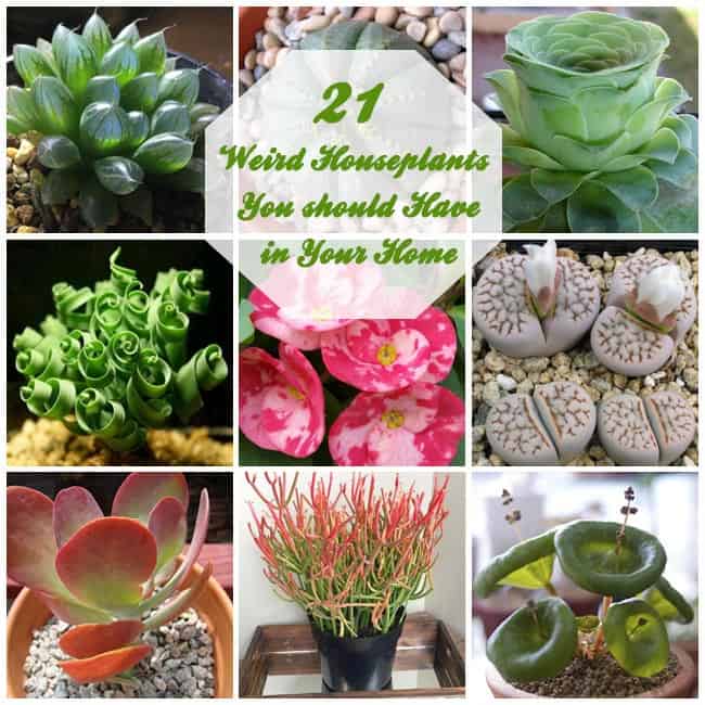 Weird Houseplants You should Have in Your Home