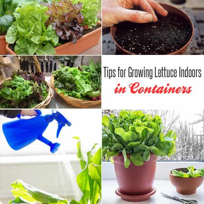 11 Tips for Growing Lettuce Indoors In Containers