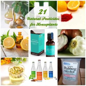 21 Natural Pesticides for Houseplants &ndash; Gardenoid
