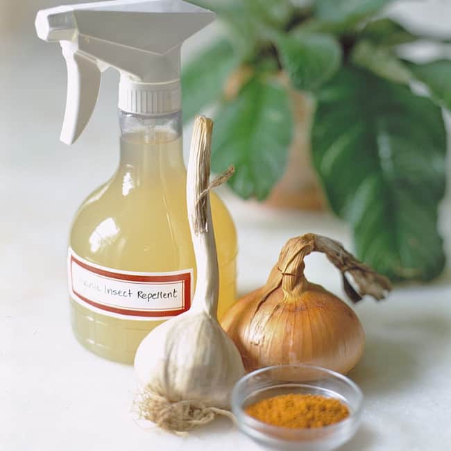 21 Natural Pesticides for Houseplants Gardenoid