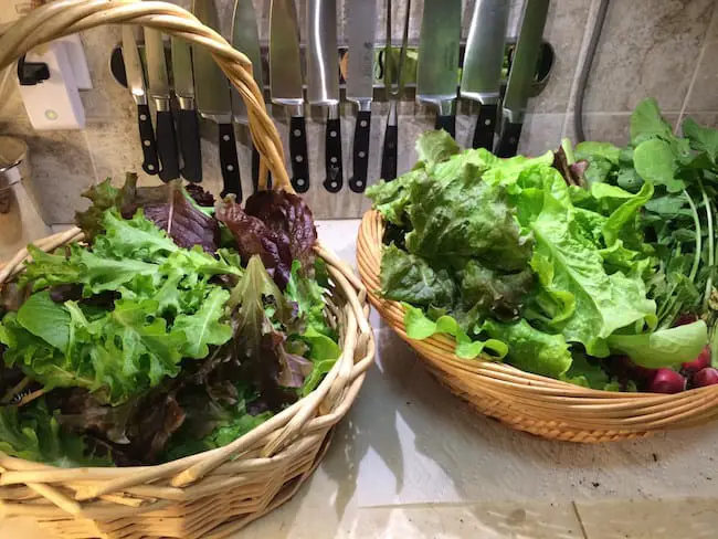 growing lettuce indoors