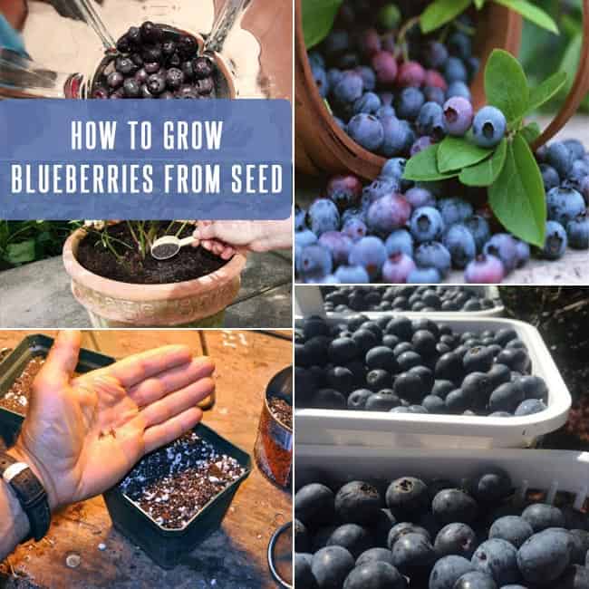 How To Grow Blueberries From Seed