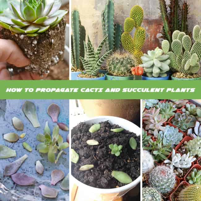 How To Propagate Cacti And Succulent Plants : A Complete Guide