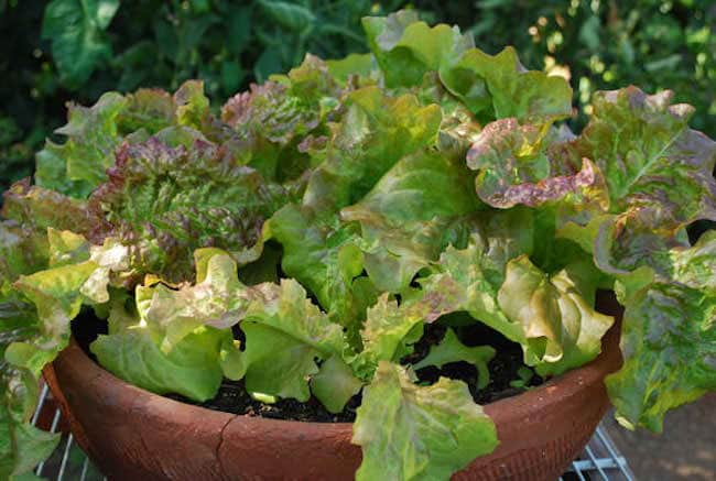 grow lettuce in containers