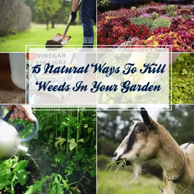 15 Natural Ways To Kill Weeds in Your Garden