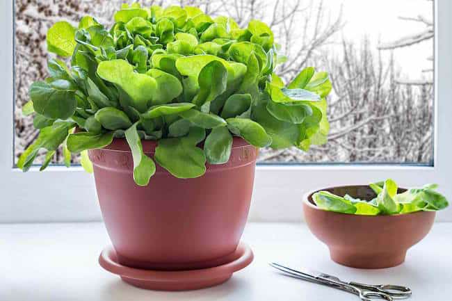 grow lettuce indoors