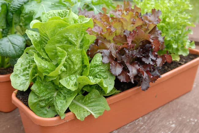 grow lettuce indoors