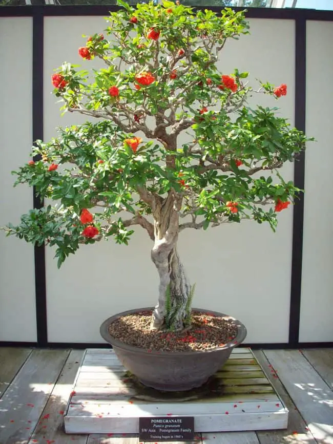  Bonsai Tree Care