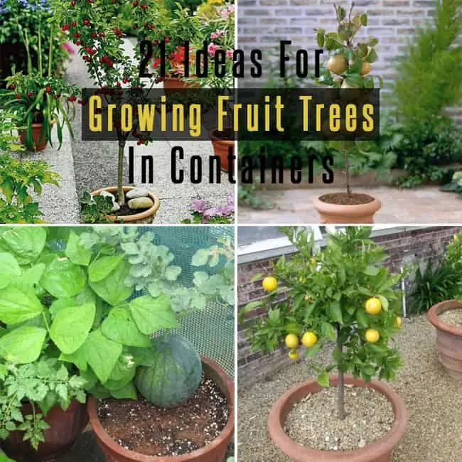 21 Best Ideas For Growing Fruit Trees in Containers