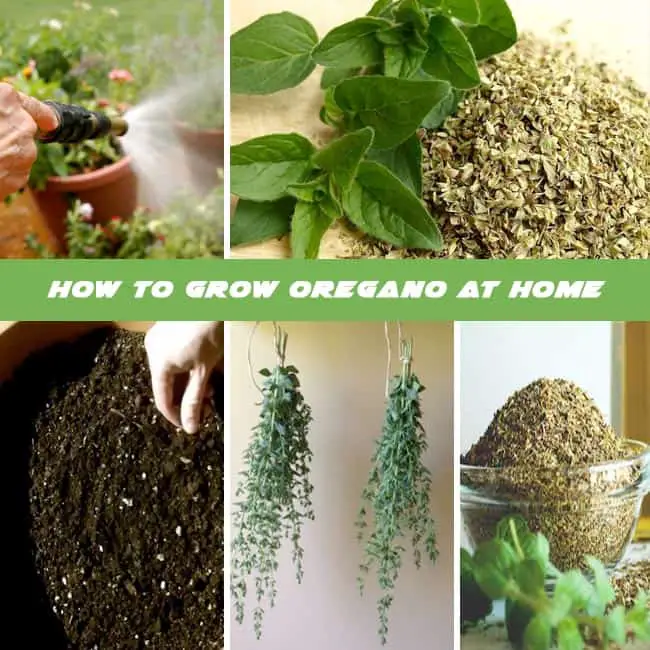 Learn How To Grow Oregano At Home