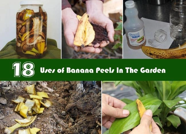 18 Uses of Banana Peels : How To Use Banana Peels In Your Garden