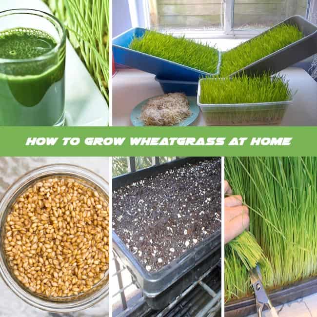 How to Grow Wheatgrass at Home : Complete Growing Guide