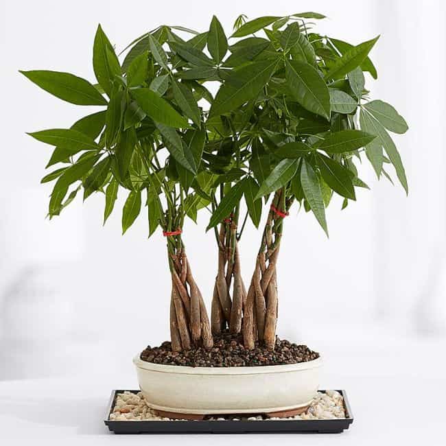most popular bonsai trees