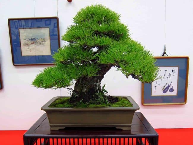Care for Bonsai Trees Indoor