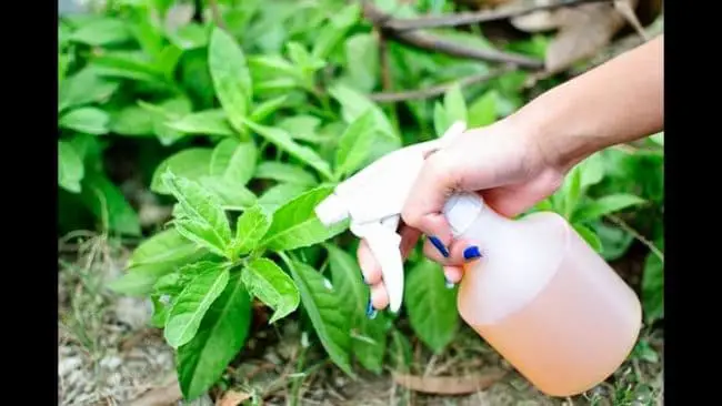  Can i spray Vinegar on Houseplants