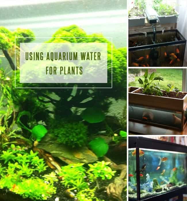 Using Aquarium Water for Plants : How to Irrigate Plants with Fish Tank Water