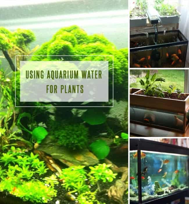 Using Aquarium Water for Plants Irrigating Plants with Fish Tank Water