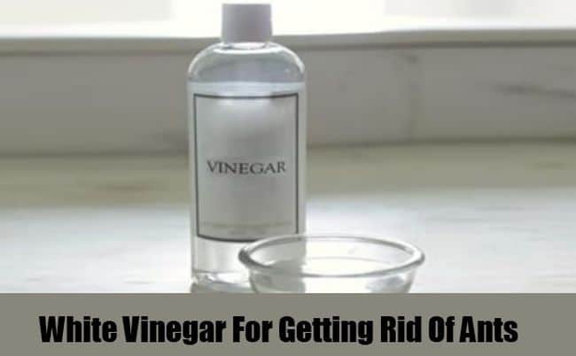 Does Vinegar help Plants Grow