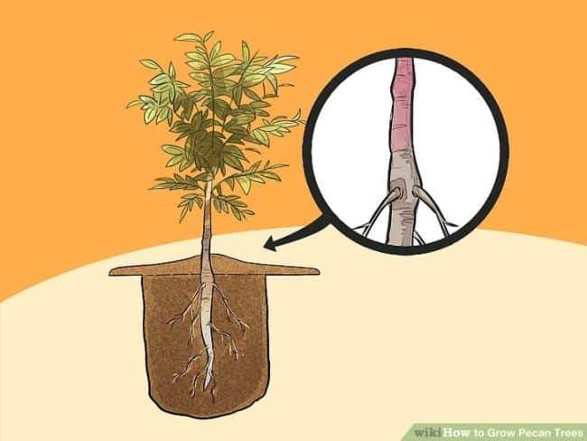 Planting Pecan Trees