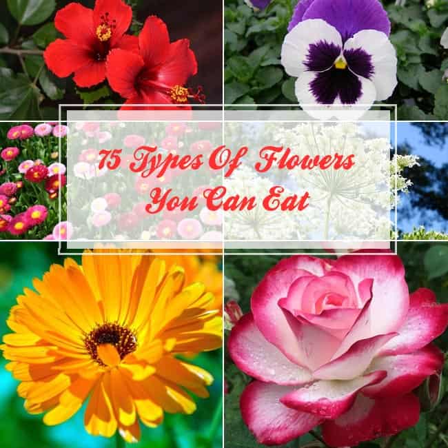 75 Types Of Flowers You Can Eat