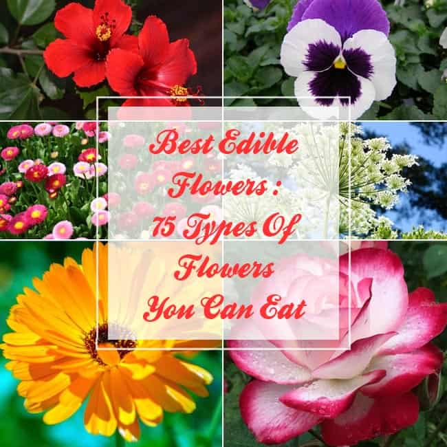 Best Edible Flowers : 75 Types of Flowers You can Eat | Gardenoid