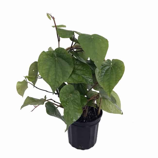 Complete Guide To Grow Betel Leaf Plant And Its Benefits - Gardenoid