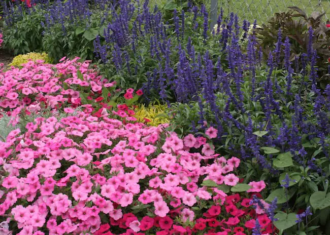 21 Pink Theme Garden Ideas Using Annual Flowers Gardenoid Pink Annual Flowers