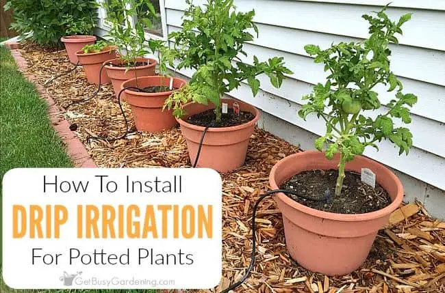 how to build diy drip irrigation system for potted plants